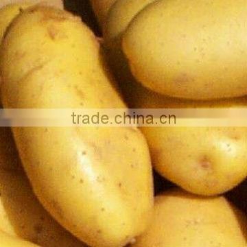 2013 crop potato