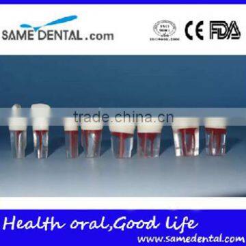 Dental modle Internship root canal tooth model DEA-29