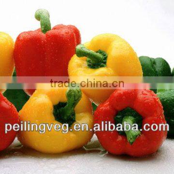 New Sweet Pepper from Shandong (Red Yellow Green)