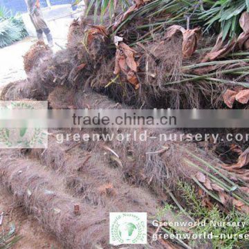 trachycarpus fortunei cold climate trees