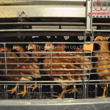 Mexico Poultry House Automatic Chicken Cage & Battery Small Layer Cage with Automatic Manure Clean Machine