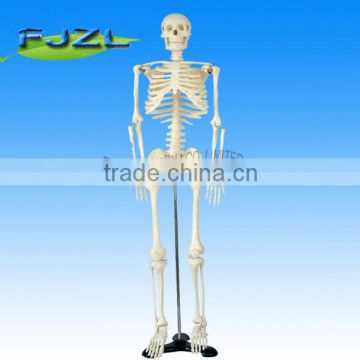 Hot selling 85cm medical plastic human skeleton