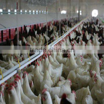 automatic poultry feeding and watering equipment for breeder