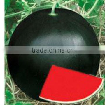 NOFA 3 pure black seedless watermelon seeds for sale