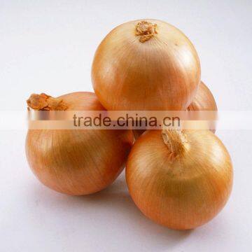 farm pickly onion for wholesales