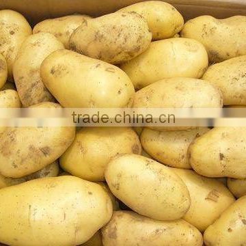 Fresh Chinese Potato