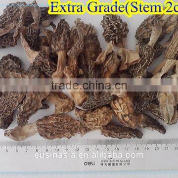 Chinese dry morchella conica