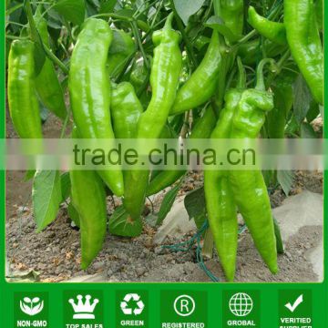 AP051 Karli f1 hybrid hot green pepper seeds