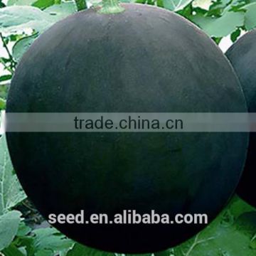 Red baby pure black skin seedless watermelon seed