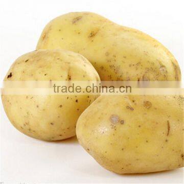 high quality potato on hot sale