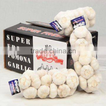 Normal white fresh garlic with carton mesh bag