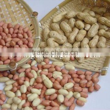 shandong raw peanuts for sale