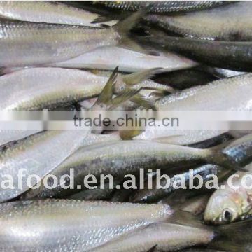 High quality sardines in can canned sardines in Brine 155g*50 Chines Origin High Quality