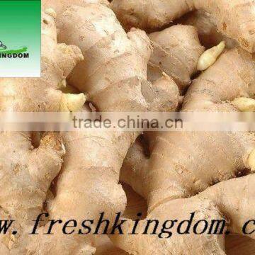 Fresh Ginger for India, Pakistan, Bangladesh