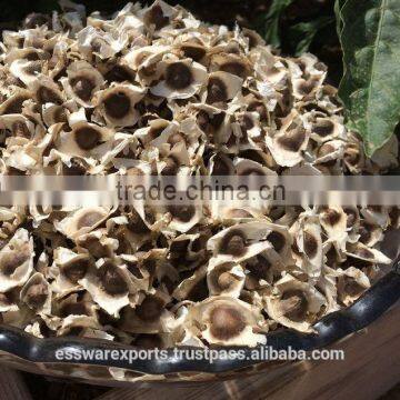 Moringa Seed with Competitive Price & High Quality in demand
