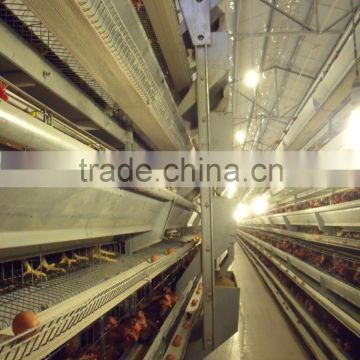 layer eggs chicken poultry shed house design