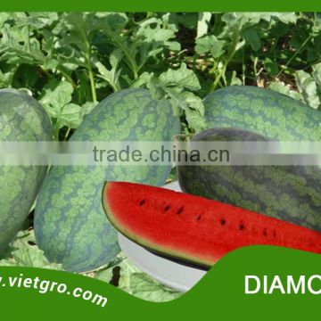 Best Hot Sale Vietnam Vegetable Seeds High Yield F1 Watermelon Seeds For Sale- DIAMOND