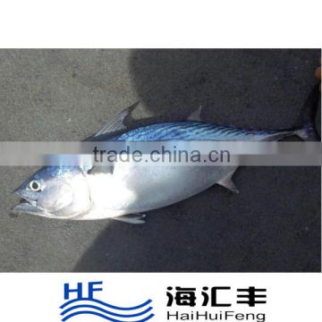 China 10KG/CTN Frozen WR Bonito Fish With Good Price
