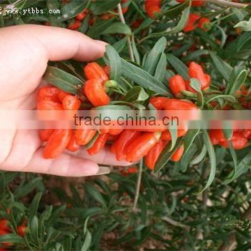 Goji berries plants seeds for sale-from the best goji production place Ningxia
