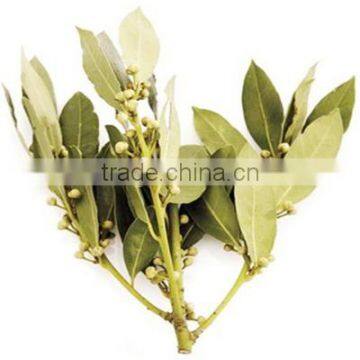 Low Price Bay Leaves