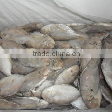 Frozen butterfish in fresh seafood (POMPANO) 100-120g A