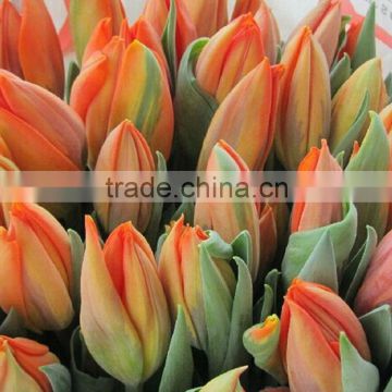 Fashion fresh preserved tulip flower arrangement