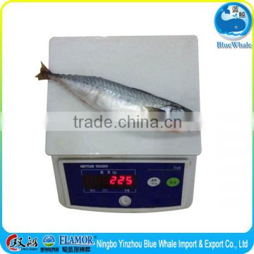 fishing lamp pacific mackerel