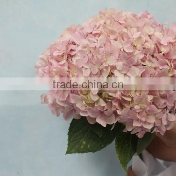 Good smell hotsell single hydrangea from guangdong