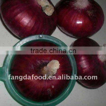 Fresh red onion with big size