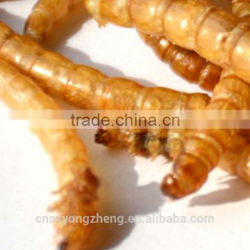 Dried Food Pet Wild Birds Foods 2.5cm Freeze Dried Mealworms