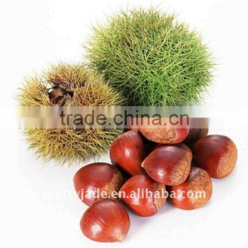 China high quality Fresh Chestnut