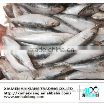 Wholesale Frozen sardine price