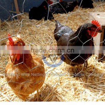 Excellent Quality Welded Chicken Cage Wire Mesh (Anping Real Factory)