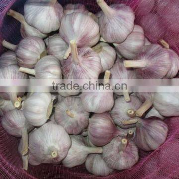 natural plant garlic fresh normal white garlic 4.5-6.0cm
