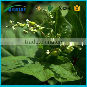 olive leaf extract for g s powder