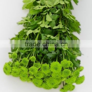 Cheap most popular single stem mini green chrysanthemum