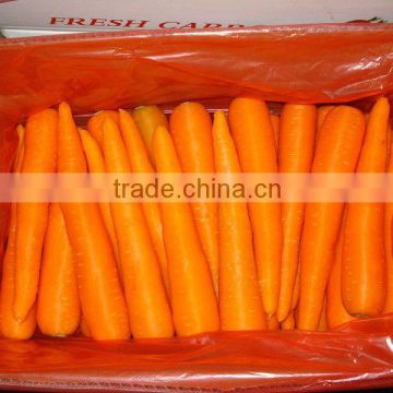 150-250g Fresh Carrot in 10kg carton