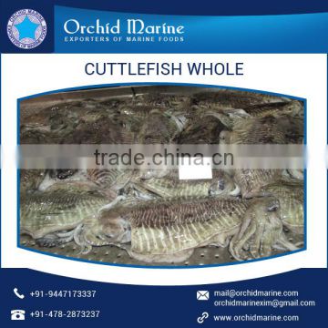 2016 Stock Frozen Whole Cleaned Cuttlefish Exporter / Seller / Supplier