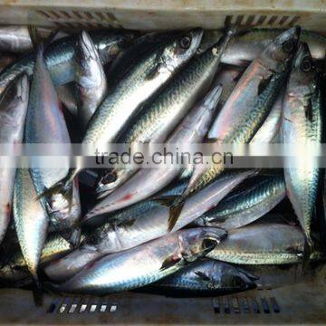 frozen sliced pacific mackerel fish