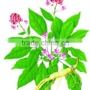 Ginseng P.E. Ginsenoside 80% with ISO/Kosher/HACCP/HALAL