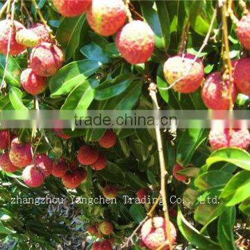 2014 Newest Crop Chinese Canned Lichee Processing
