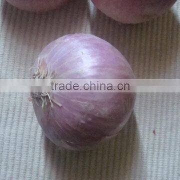 Fresh Red Onion