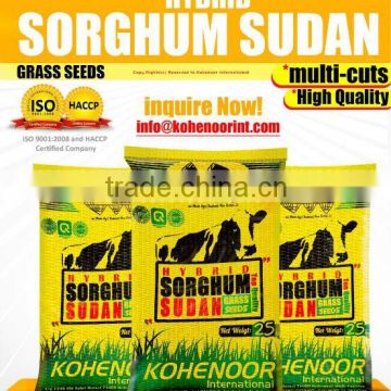 Hybrid Sorghum Grass Seeds