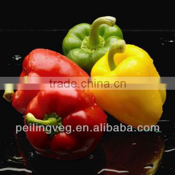 10/15kg carton bags 2013 new crop Chinese Color (Red Yellow Green) Sweet Pepper