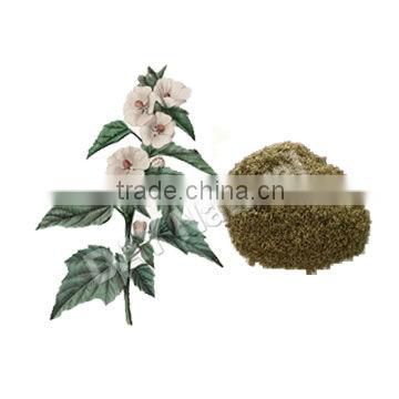Wholesale marshmallow leaf and root(HOT)!!!