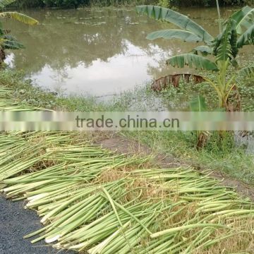 Dried Water Hyacinth - High Quality QQ : 2598494113