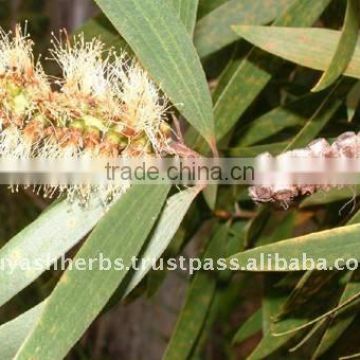 100% Pure Natural Niaouli Essential Oil(Melaleuca viridiflora,Melaleuca )