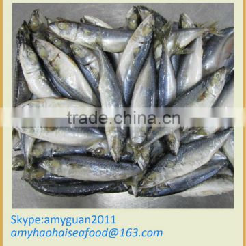 Mackerel Fish Price (SCOMBER JAPONICUS)