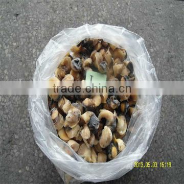 sea food and frozen large conch shells
