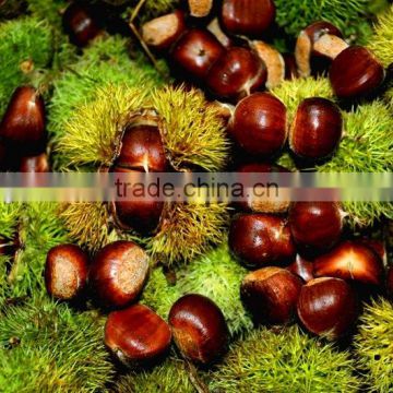 Fresh chestnut nuts
